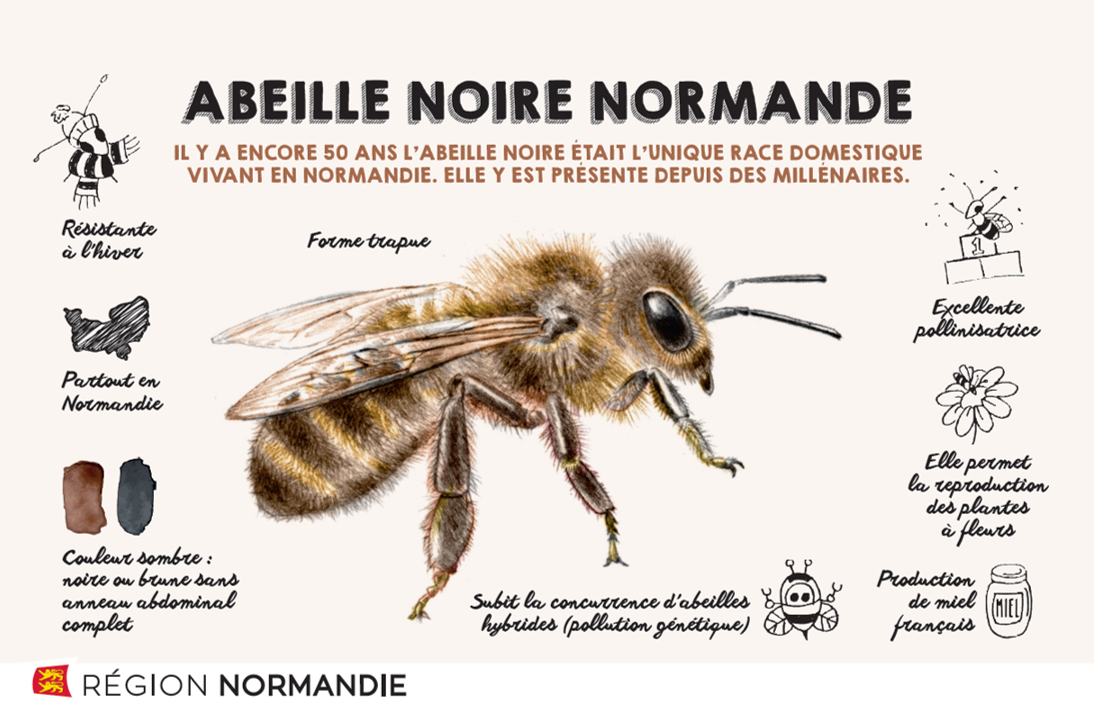 Mobilisation pour l’abeille noire de Normandie