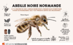 Mobilisation pour l’abeille noire de Normandie